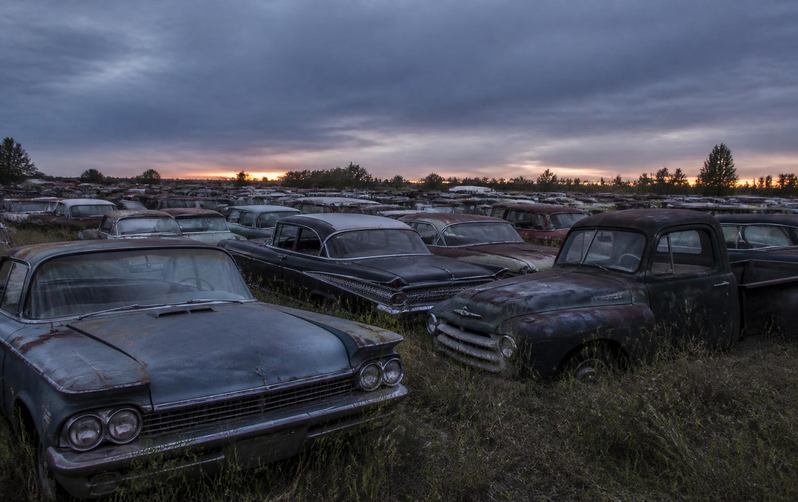 Rows of classic American cars and trucks in the yard